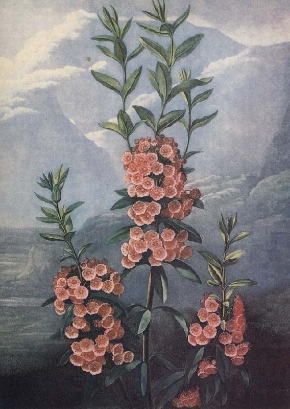 unknow artist slaktet kalmia ar uintergrona buskar med vackra blommor och dekorativt finns sju arter i stra nordamerika china oil painting image